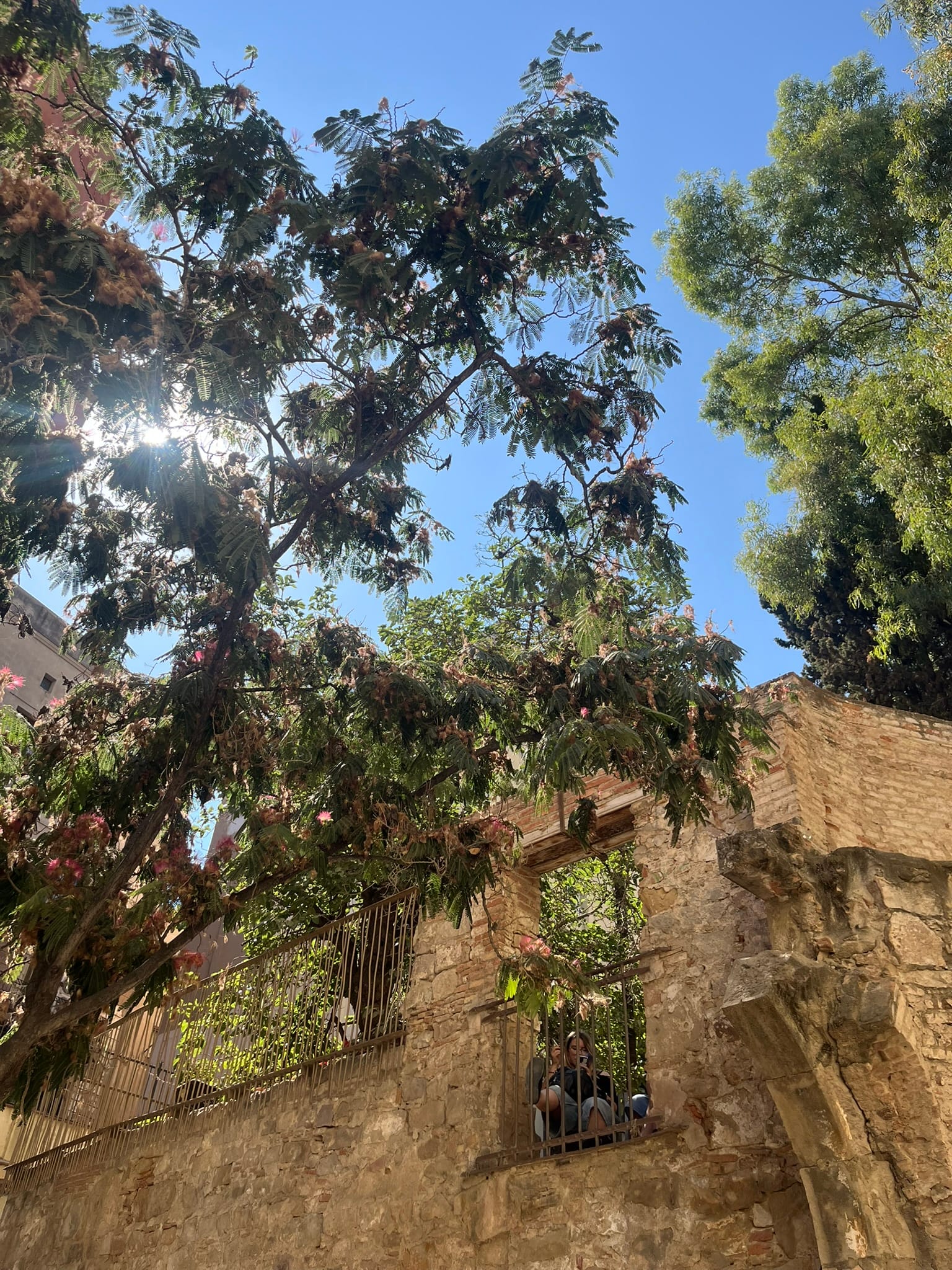 sun shining through branches of an orange tree