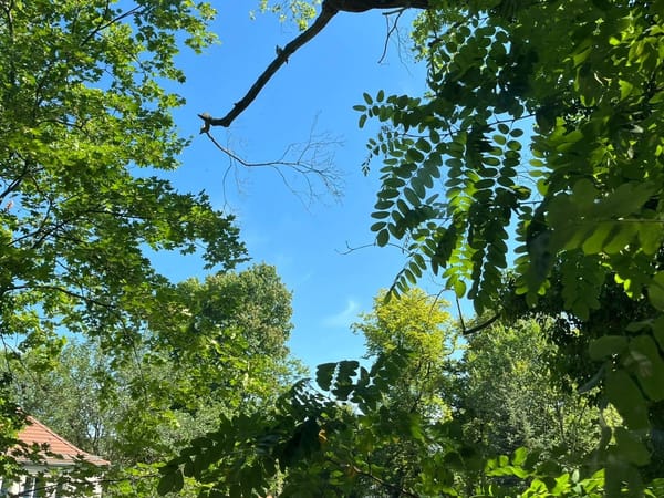 b12 Berlin Festival for Contemporary Dance: Week 2 Diary