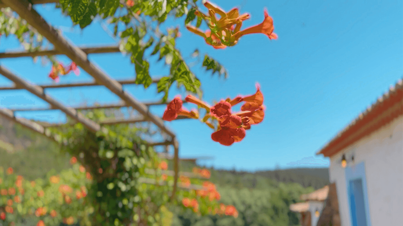 Passion, Play, and Pleasure: Slow Living in Rural Portugal